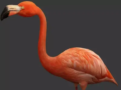 Flamingo Low-poly 3D model