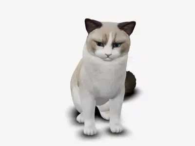 cat ragdoll 3D model