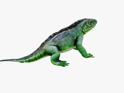 Iguana Free 3D model