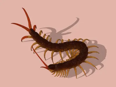 Centipede Low-poly 3D model