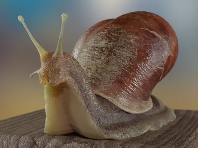 Garden snail Low-poly 3D model