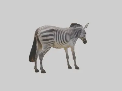 Grevys Zebra Low-poly 3D model