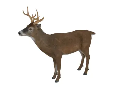 White-Tailed Deer Fur for Maya 3D model