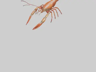 Spiny Lobster crawling model 3D model