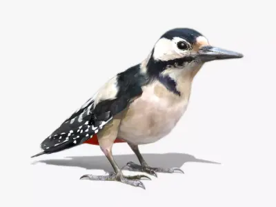 Woodpecker in flight Low-poly 3D model