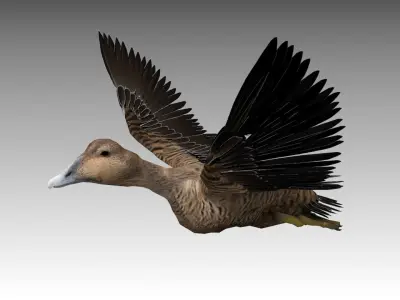 Common Eider Low-poly 3D model