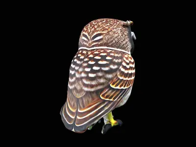Awesome Owl 3D model