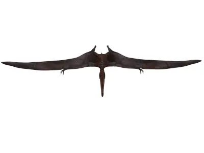 pterosaurs dinosaur flying Low-poly 3D model