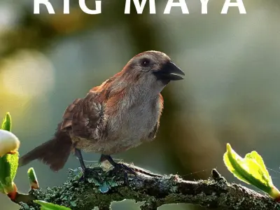 sparrow bird flying in sky 3D model