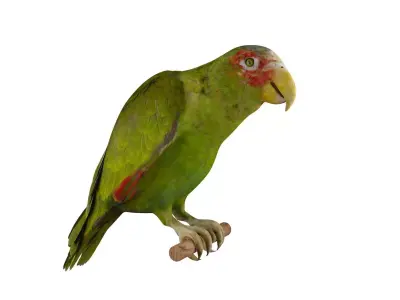 Parrot perched on branch 3D model