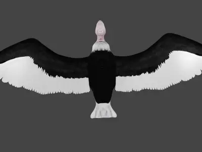 Vulture low poly fully rigged 1 Low-poly 3D model