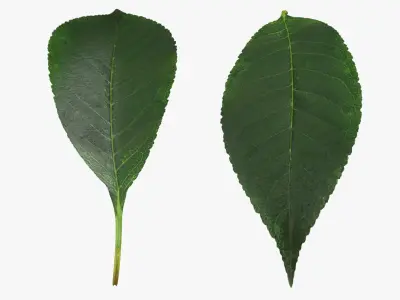 Cherry Leaf 3D model