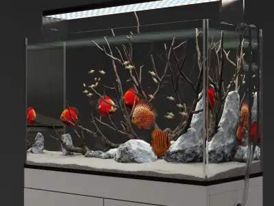Aquarium discus fish 3D model