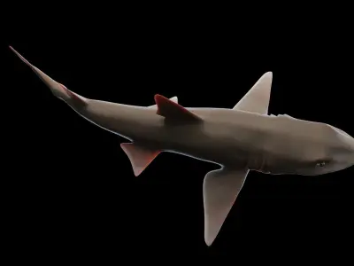 Smoothhound Shark Low-poly 3D model