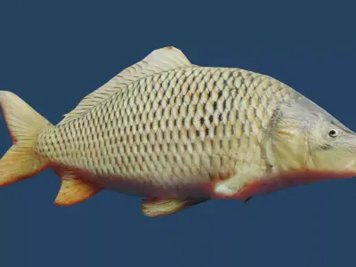 common carp  Low-poly 3D model