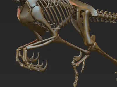 Velociraptor skeleton 3D model
