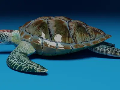 Rigged Green Sea Turtle 3D model