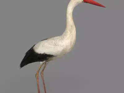 Stork 3D model 3D model