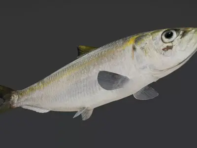 Bali Sardinella -Pacific Herring Animated 3D model