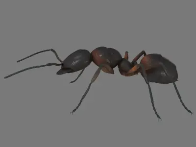 Black Ant Low-poly 3D model