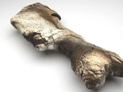 Triceratops Bone 3D model