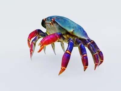 Sea Crab Free 3D model