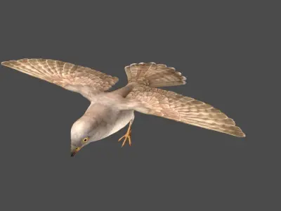 cuckoo bird in flight Low-poly 3D model