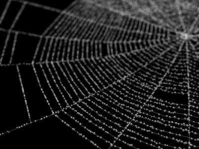 Spiderweb 1 3D model