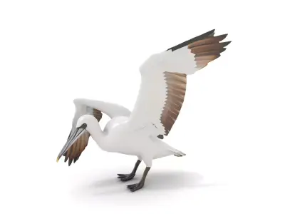 Gannet Bird model pack Low-poly 3D model