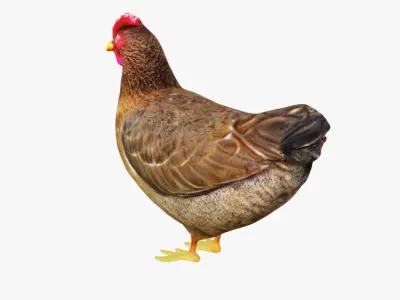 Hen Animal Free 3D model