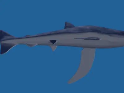 Blue Shark 3D model