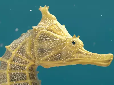 Pacific Seahorse Low-poly 3D model
