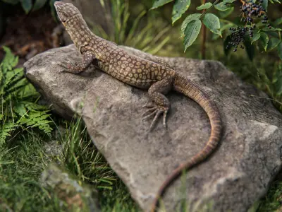 Ackie Monitor Lizard Reaistic 3D model  Rigged and Animated  Low-poly 3D model