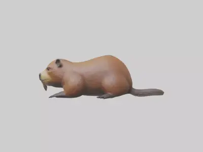 Lying Beaver Model 1 Low-poly 3D model