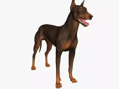 Doberman Model 3D model