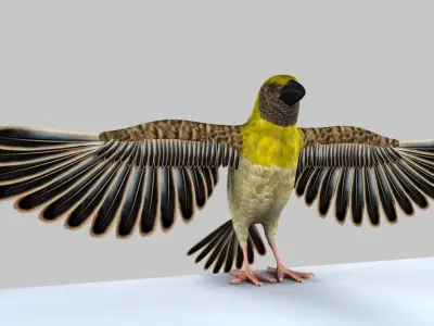 Baya Weaver 3D model