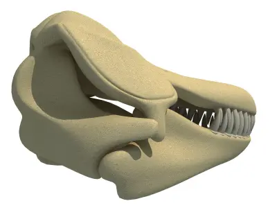 Killer Whale Orca Skull 3D model