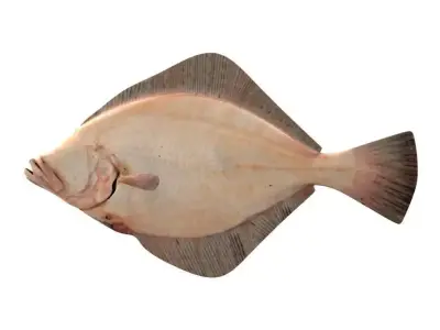 European Plaice Fish Pleuronectes Platessa 3D model