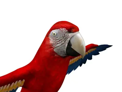 Macaw Rigged and Animation 3D model