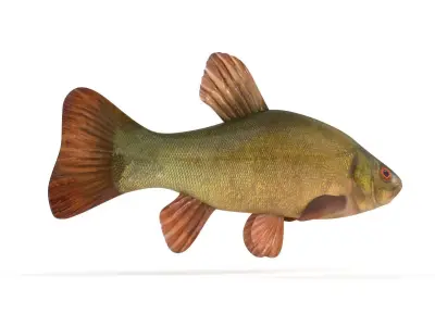 Tench Fish 3D model