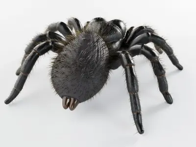 Mouse Spider Low-poly 3D model