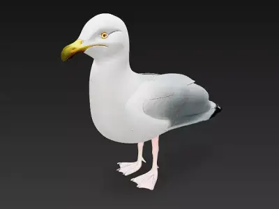 Seagull 3D Model Basic - Low Poly Simple Low-poly 3D model