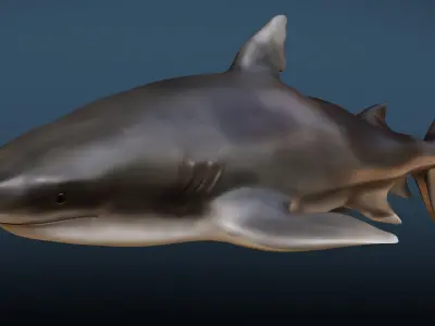 Shark  Rigged Low-poly 3D model