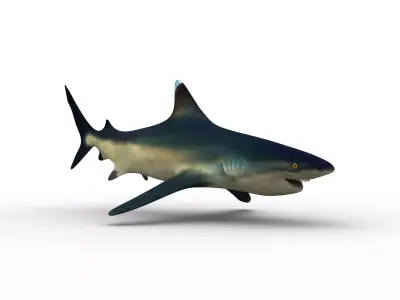 shark 3D model