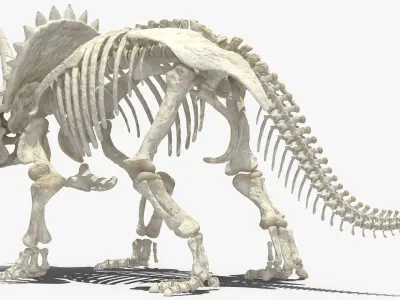 Triceratops Skeleton 3D model
