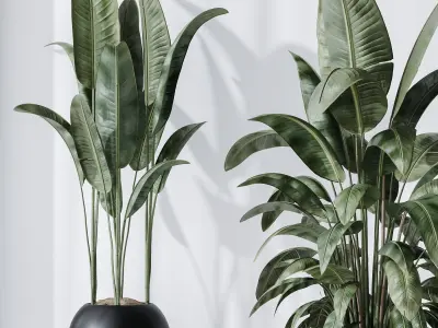 HQ Plants Bird Of ParadiseBird Vase Set06 3D model