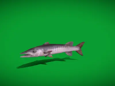 Barracuda Fish Low-poly 3D model