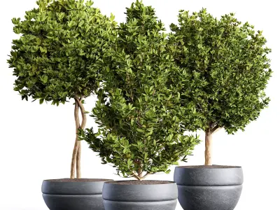 indoor Plant Set 02 3D model