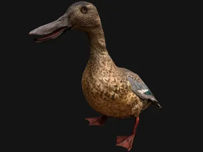 Duck Wild Bird Low-poly 3D model