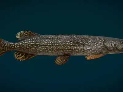 Northern Pike Animated Low-poly 3D model